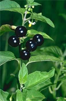 Solanum americanum, foto‭ © ‬T. Low